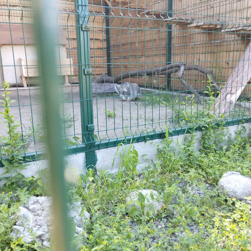 A photograph of Chip in Barnaul zoo “Lesnaya skazka”