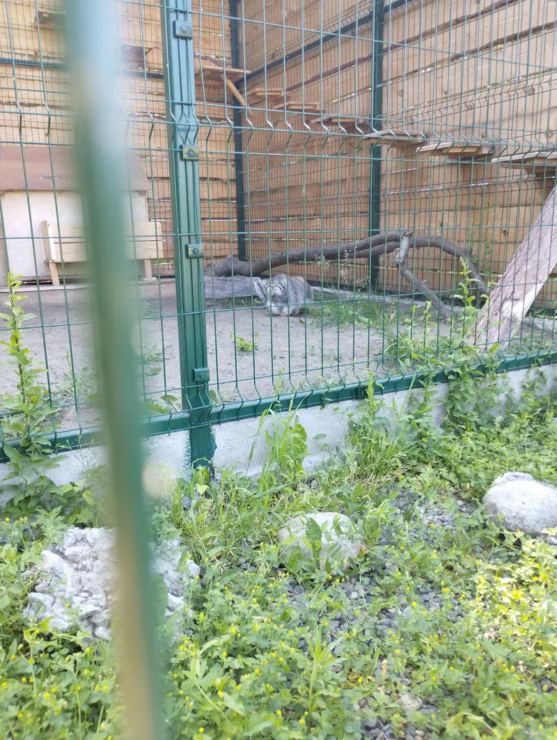 A photograph of Chip in Barnaul zoo “Lesnaya skazka”
