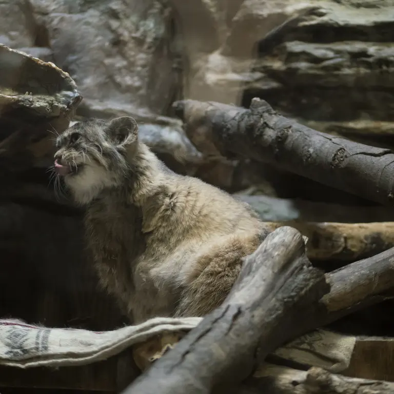 A photograph of Primula in Ueno Zoological Gardens