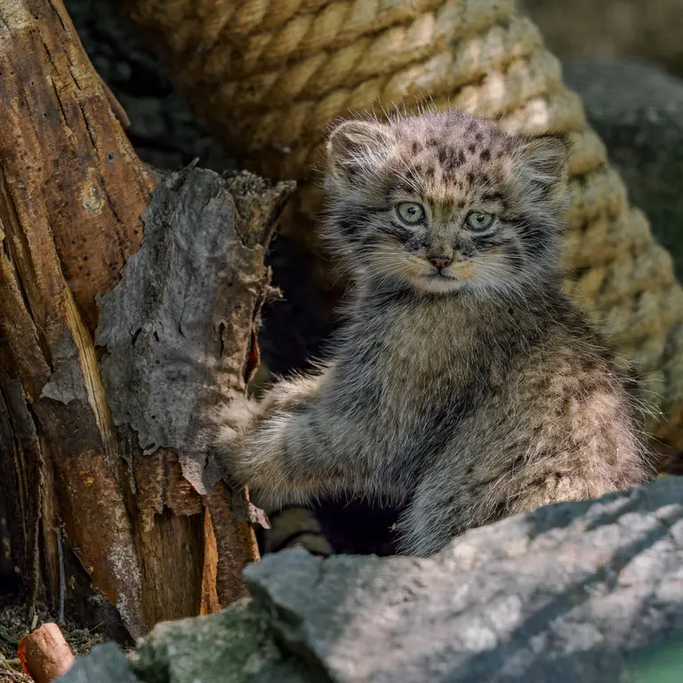 A photograph of a Pallas's cat in Brno Zoo