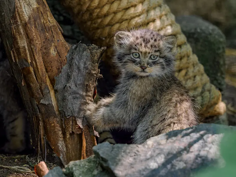 A photograph of a Pallas's cat in Brno Zoo