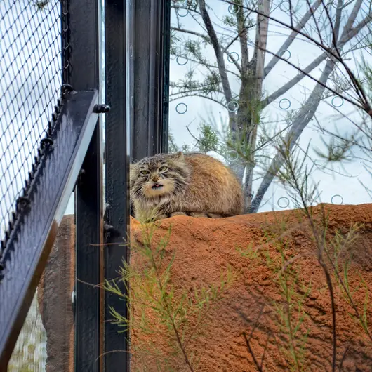 A photograph of Spay in Prague Zoo