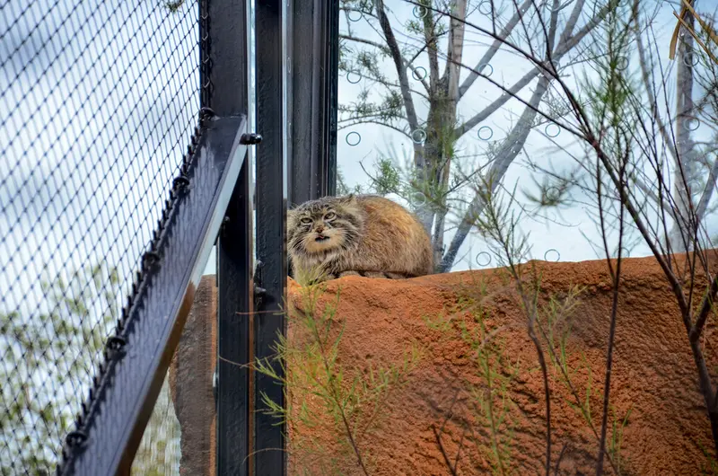 A photograph of Spay in Prague Zoo
