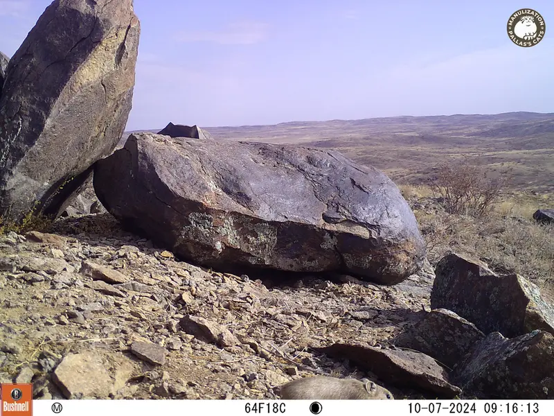 A photograph of Kazakh pika from Koshkar camera trap