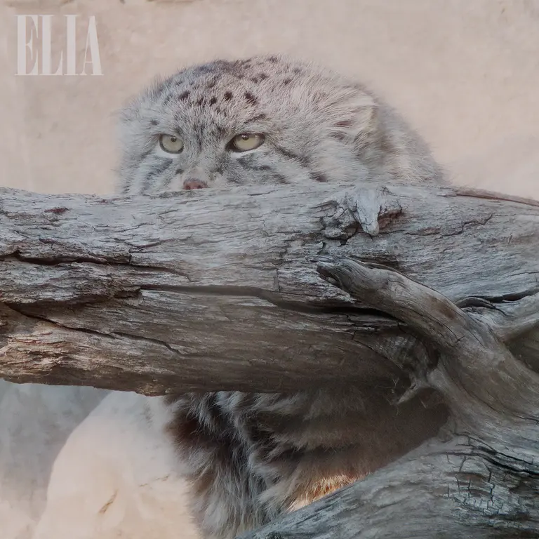 A photograph of Olaf in Calgary Zoo / Wilder Institute