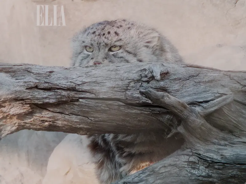 A photograph of Olaf in Calgary Zoo / Wilder Institute