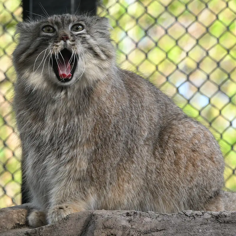 A photograph of Oliva in Saitama Children's Zoo