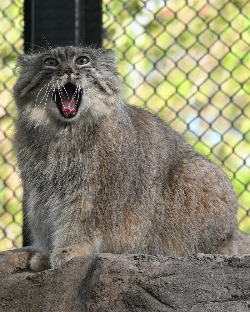A photograph of Oliva in Saitama Children's Zoo