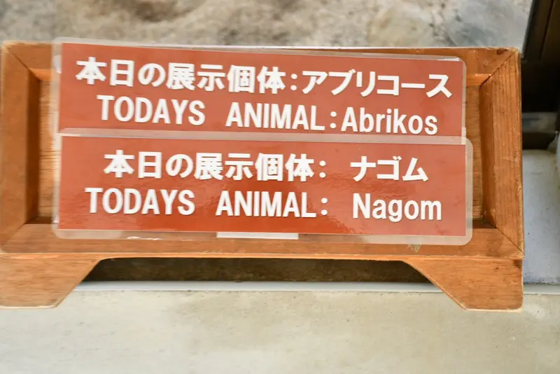 A photograph of a Pallas's cat in Nasu Animal Kingdom