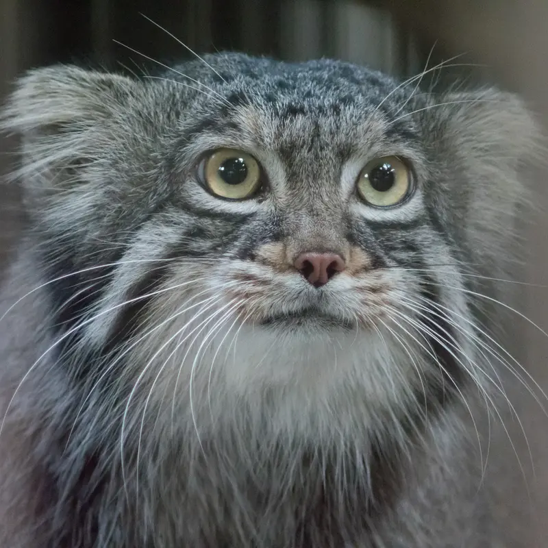 A photograph of Figa in Nogeyama Zoo