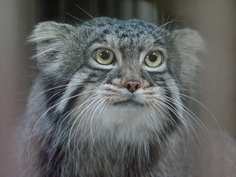 A photograph of Figa in Nogeyama Zoo
