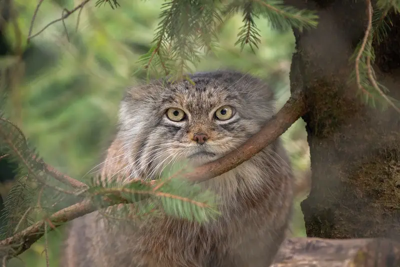 Manul of the day