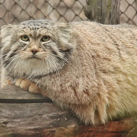 A photograph of Khan in Leningrad zoo