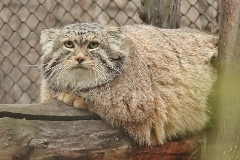 A photograph of Khan in Leningrad zoo