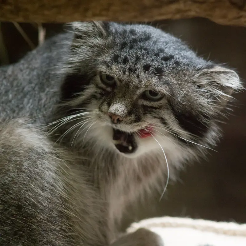 A photograph of Klyon in Ueno Zoological Gardens
