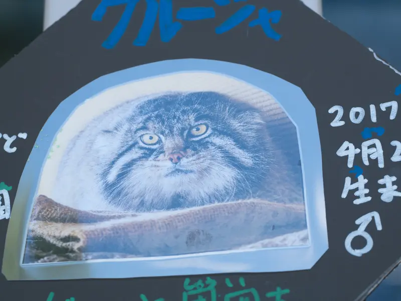 A photograph of Grusha in Asahiyama Zoo