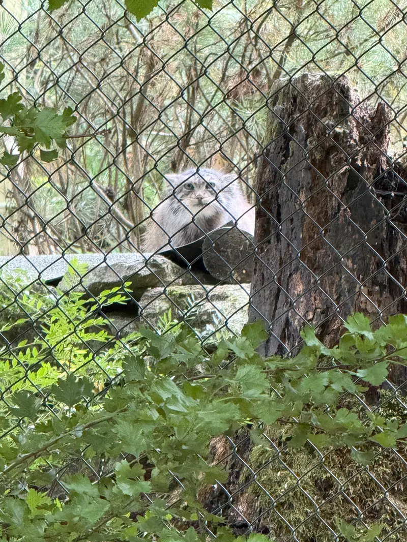 A photograph of Batu in Opel Zoo