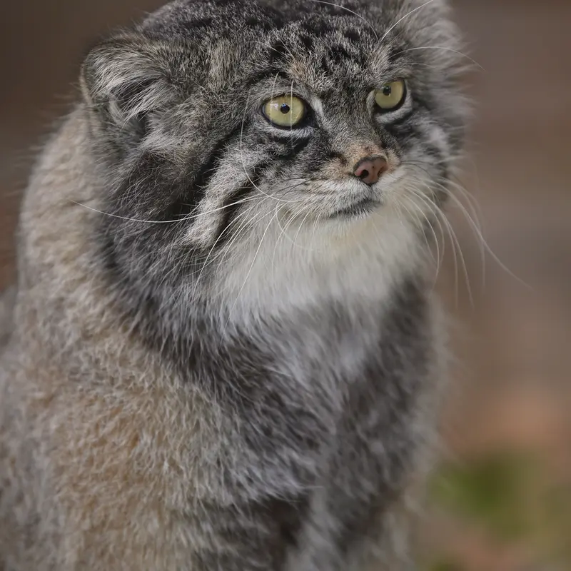 A photograph of Iris in Kobe Oji Zoo