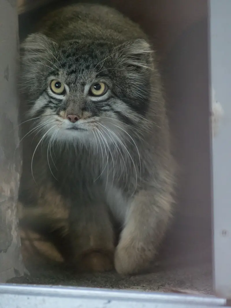 A photograph of Figa in Nogeyama Zoo