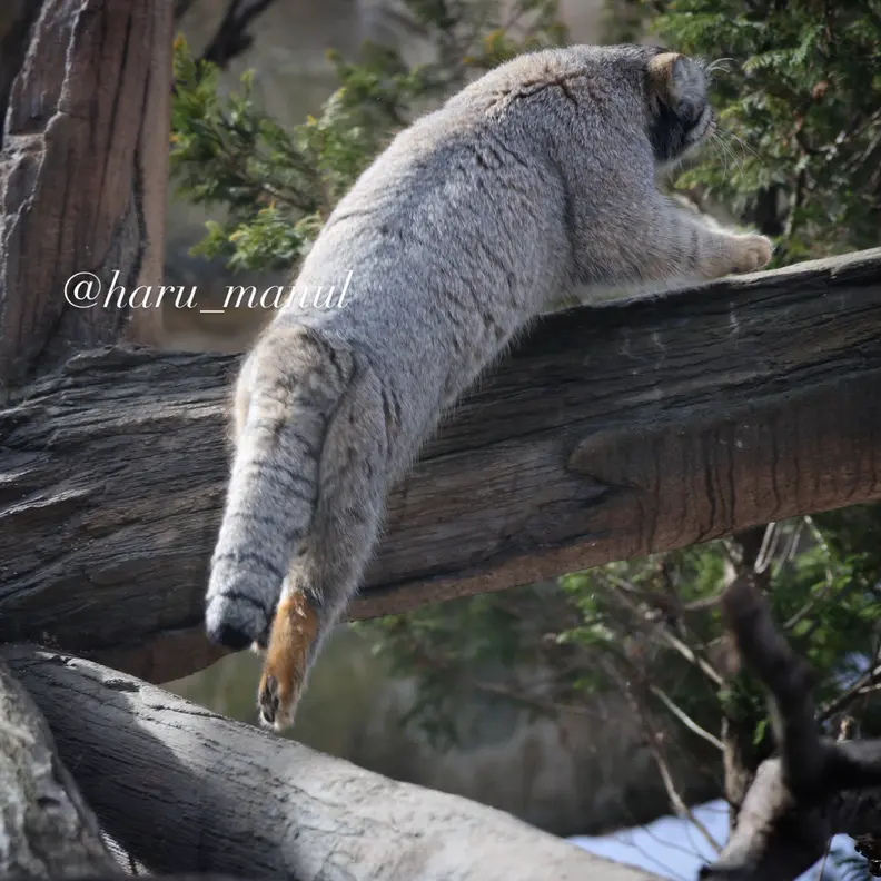 A photograph of a Pallas's cat in Nasu Animal Kingdom