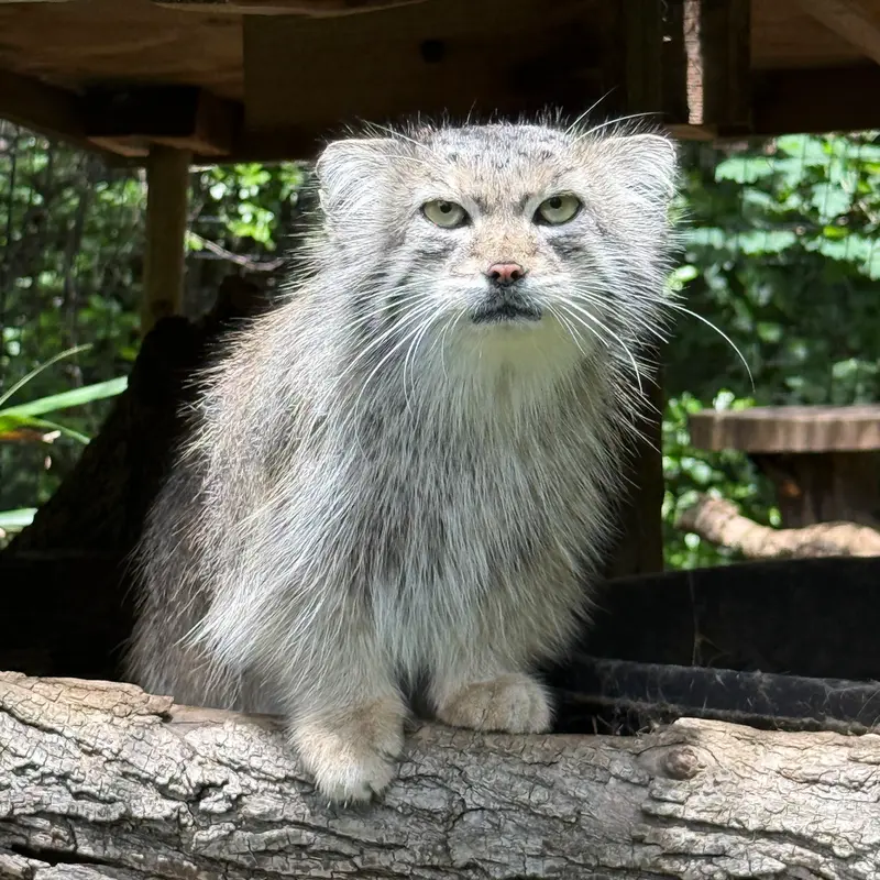 A photograph of Ceba in Smithsonian's National Zoo
