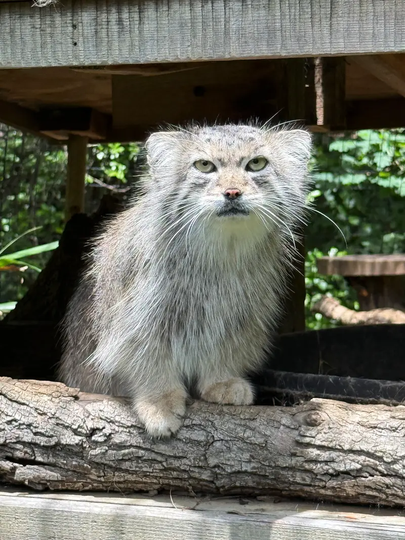 A photograph of Ceba in Smithsonian's National Zoo