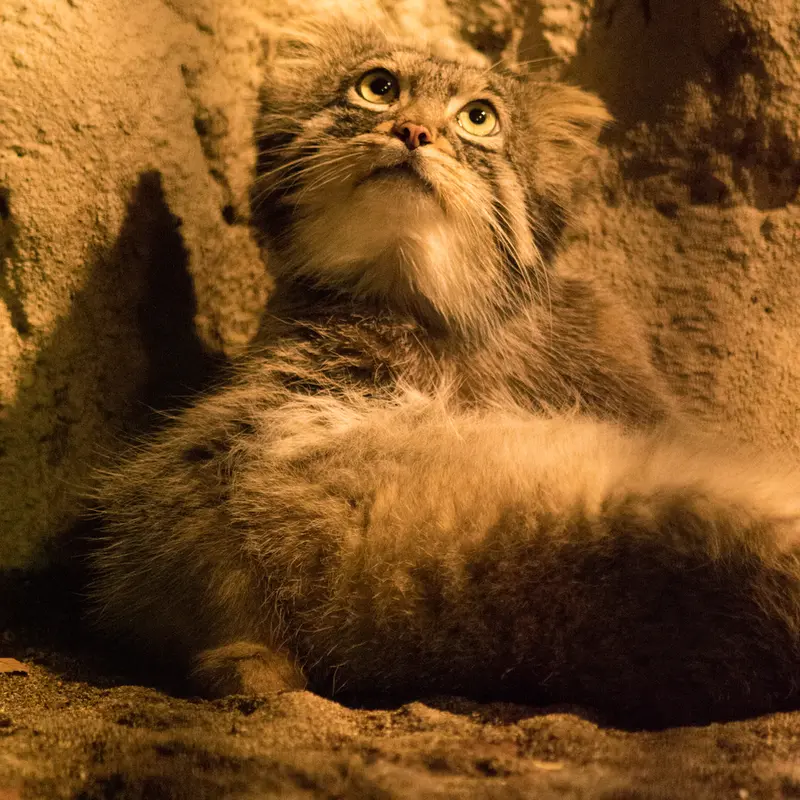 A photograph of Figa in Nogeyama Zoo