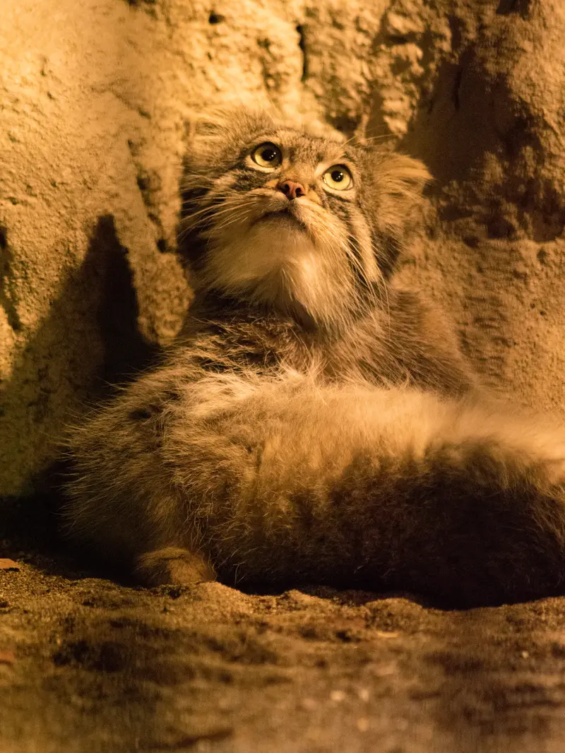 A photograph of Figa in Nogeyama Zoo