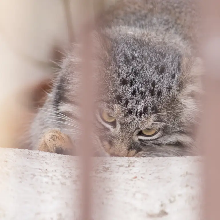 A photograph of Figa in Nogeyama Zoo