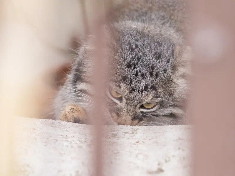 A photograph of Figa in Nogeyama Zoo