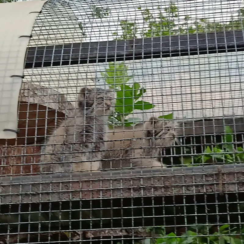 A photograph of a Pallas's cat