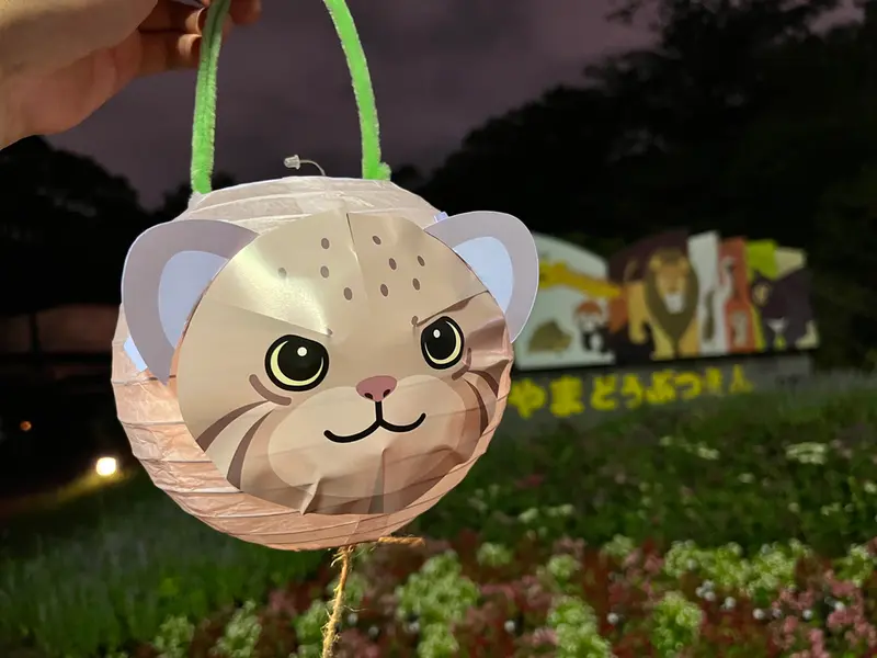 A photograph of a Pallas's cat in Nogeyama Zoo