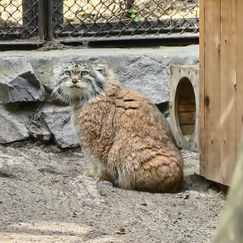 A photograph of Lastochka in Novosibirsk Zoo