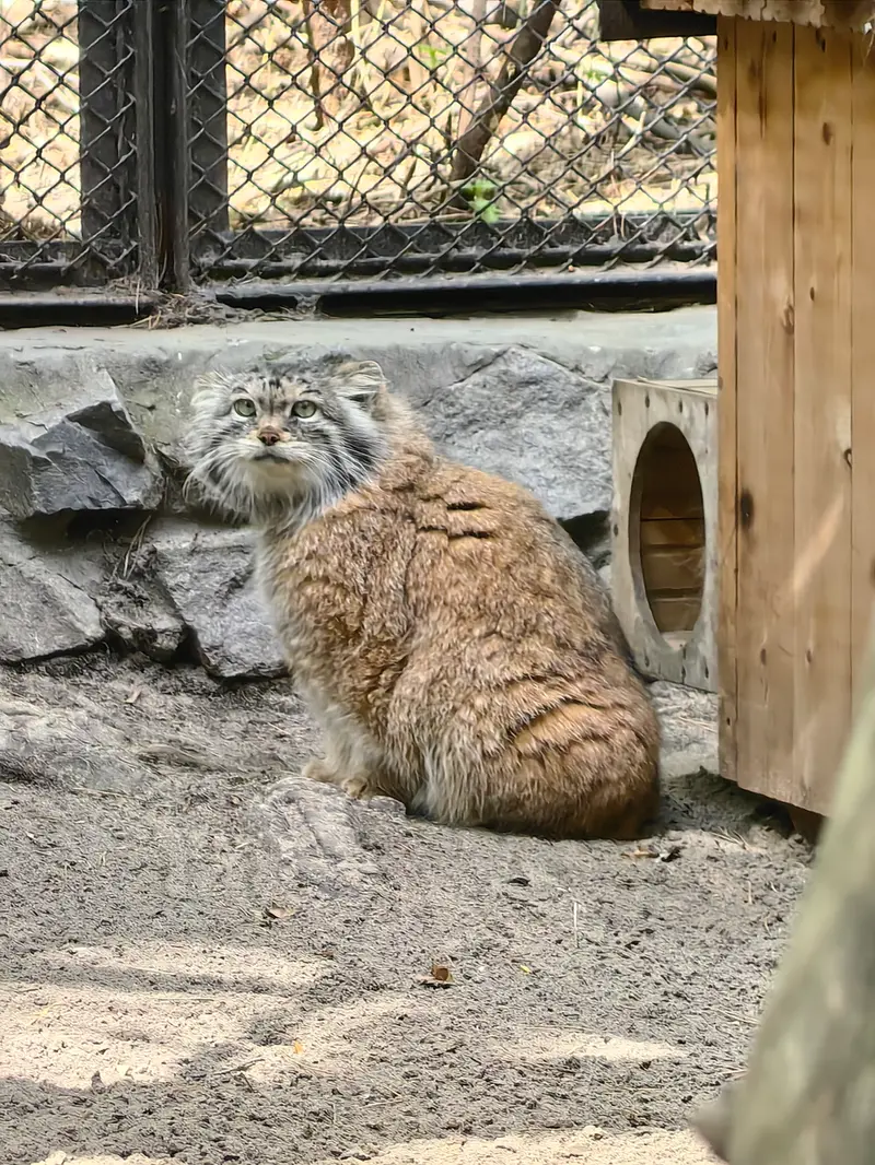 A photograph of Lastochka in Novosibirsk Zoo
