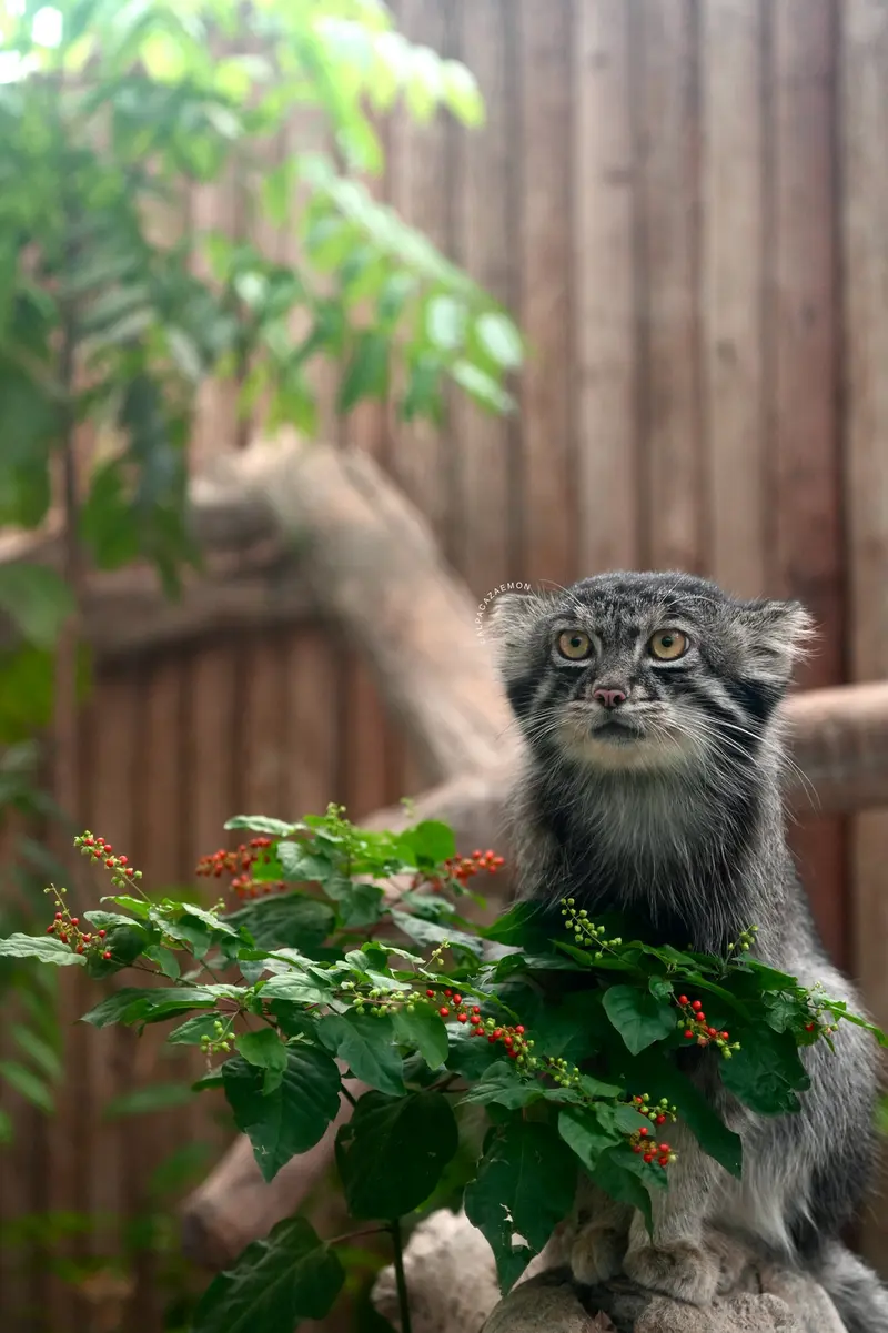 A photograph of Nar in Kobe Animal Kingdom