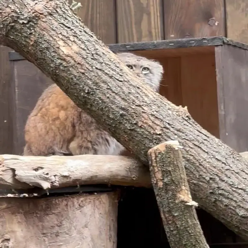 A photograph of a Pallas's cat in Warsaw Zoo