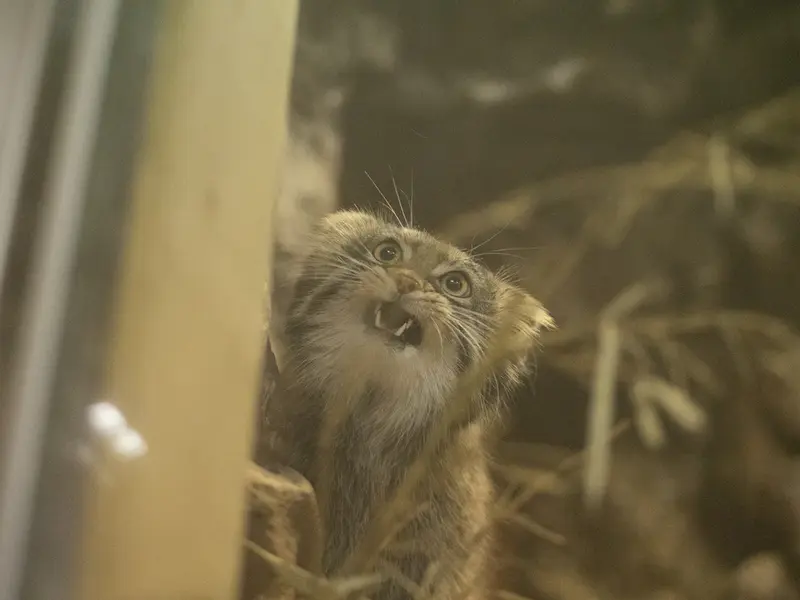 A photograph of Figa in Ueno Zoological Gardens