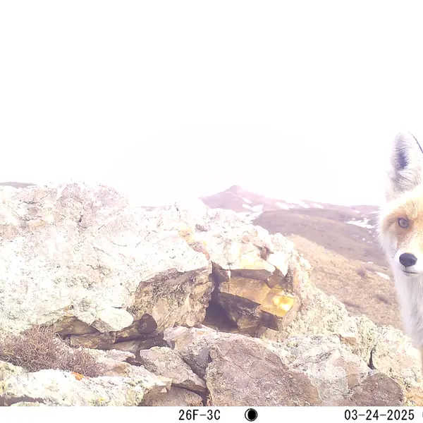 A photograph of Red fox from Besshoky 1 camera trap