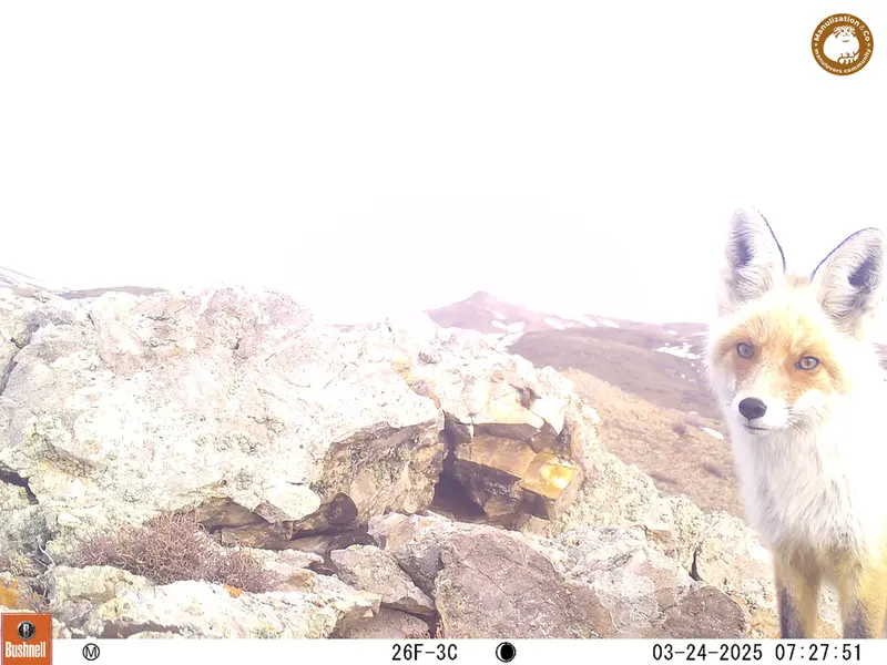 A photograph of Red fox from Besshoky 1 camera trap