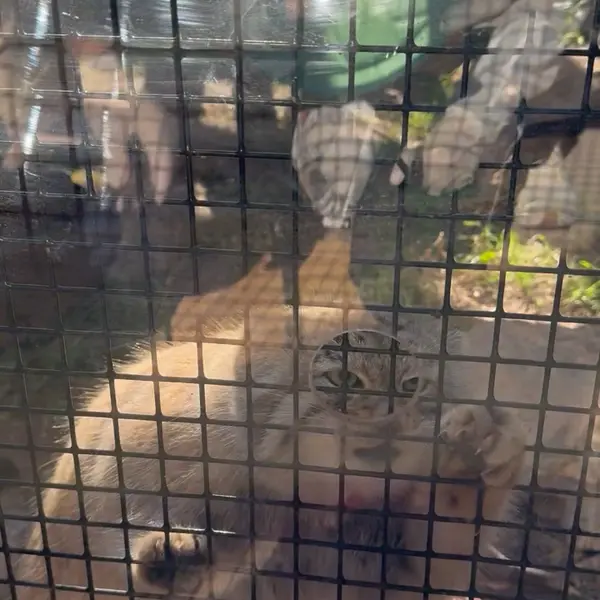 A photograph of a Pallas's cat