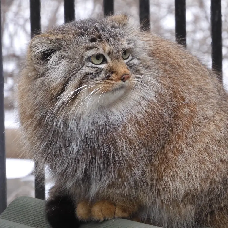 A photograph of Gabi in Novosibirsk Zoo