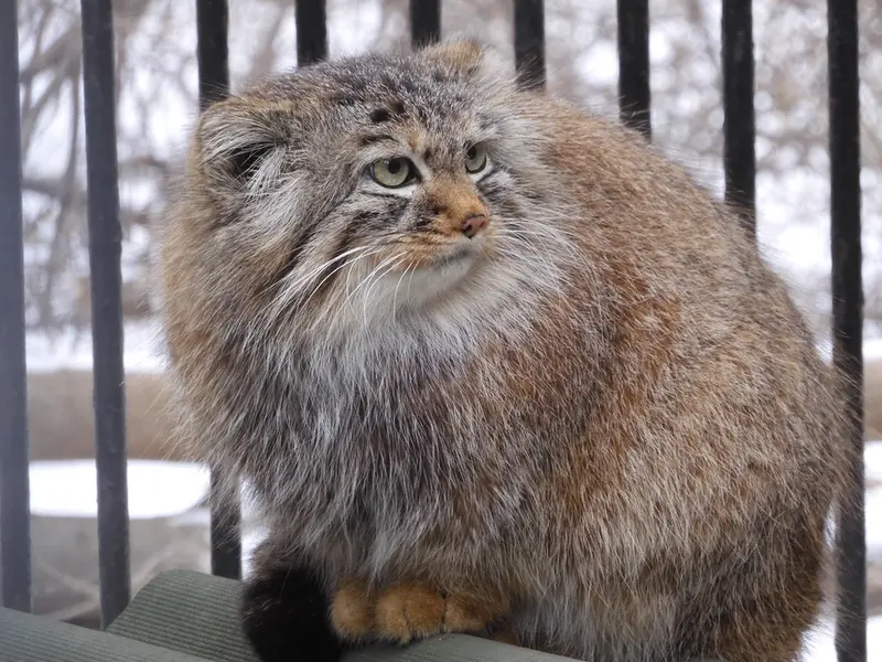 A photograph of Gabi in Novosibirsk Zoo