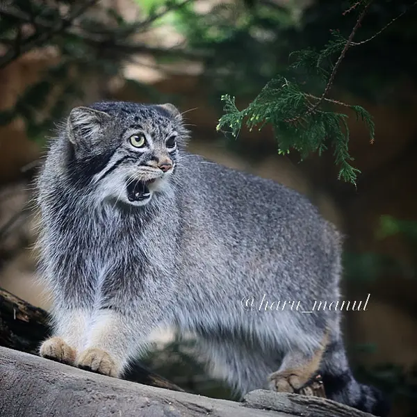 A photograph of Abrikos in Nasu Animal Kingdom