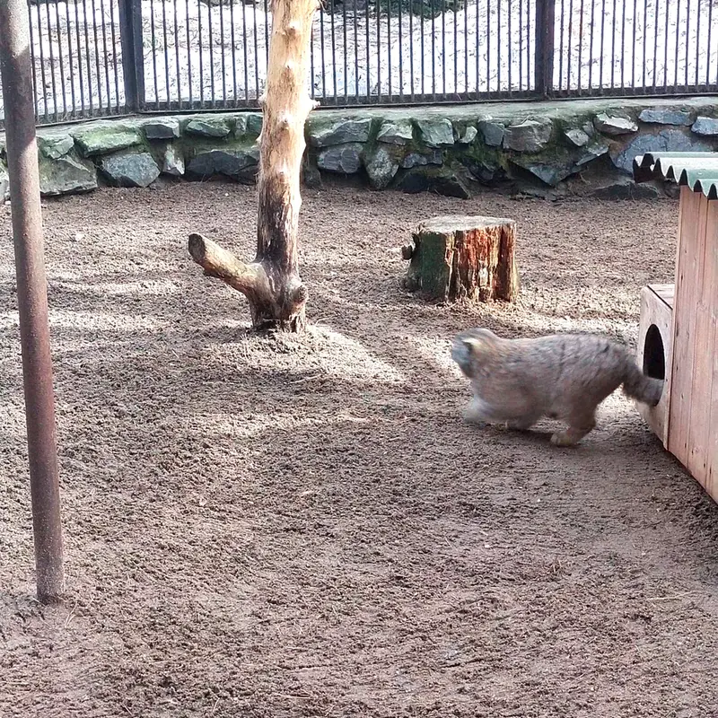 A photograph of a Pallas's cat in Novosibirsk Zoo