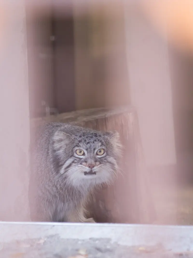 A photograph of Figa in Nogeyama Zoo