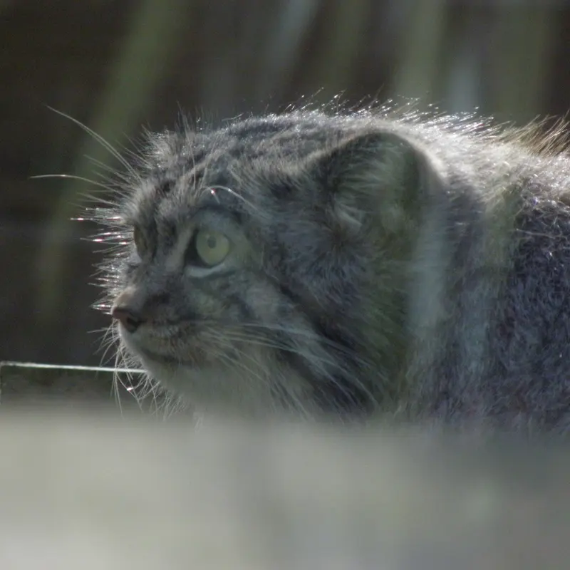 A photograph of a Pallas's cat in The Lakeland Wildlife Oasis