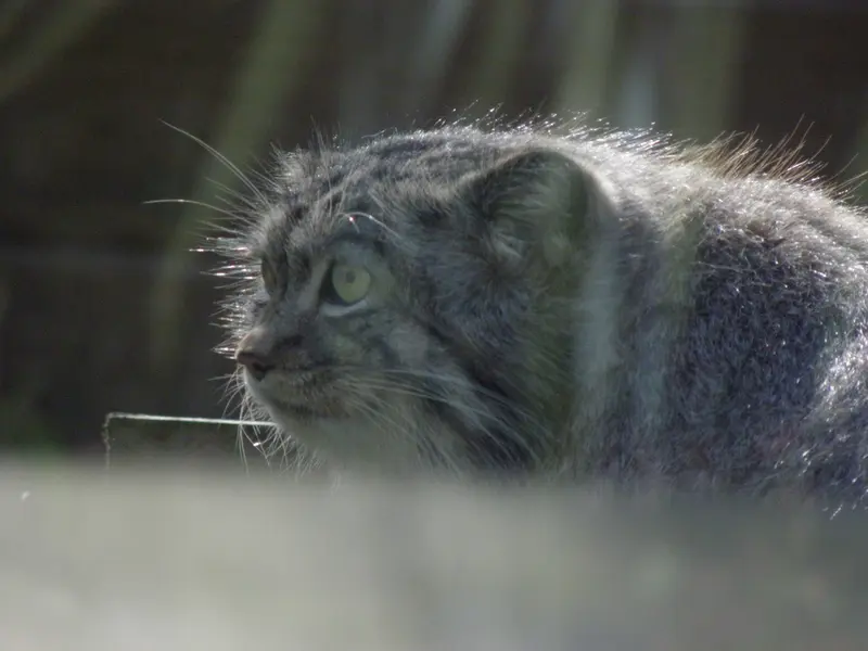 A photograph of a Pallas's cat in The Lakeland Wildlife Oasis