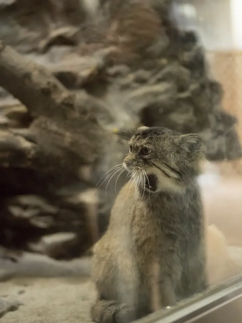 A photograph of Primula in Ueno Zoological Gardens