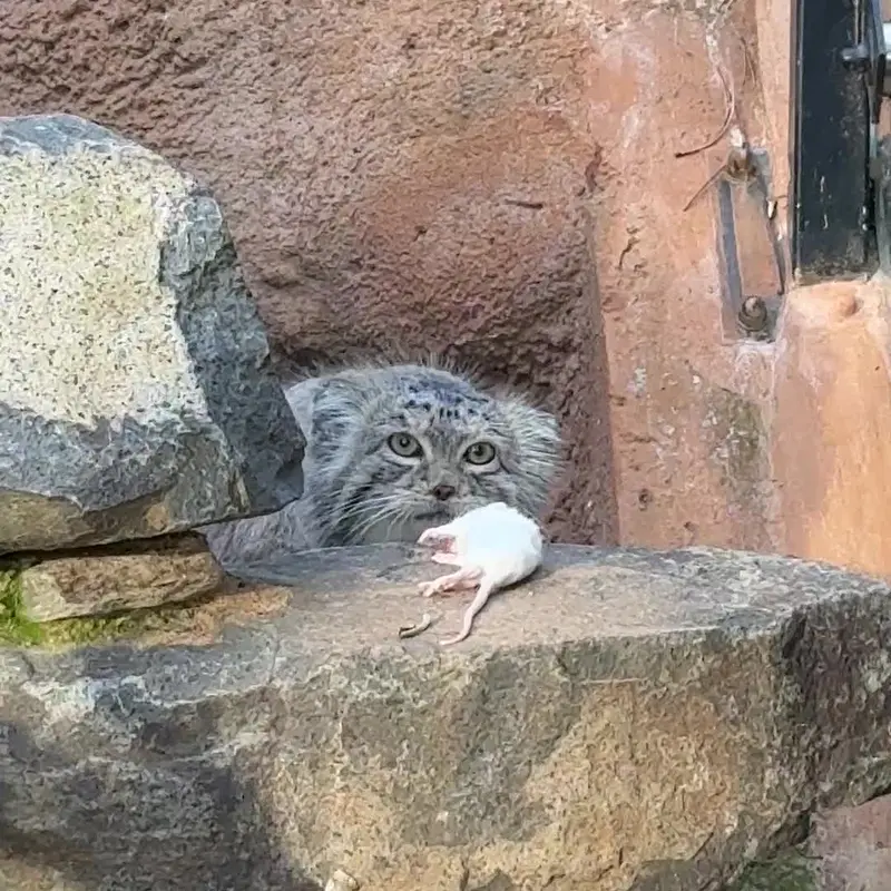 A photograph of a Pallas's cat in Prague Zoo