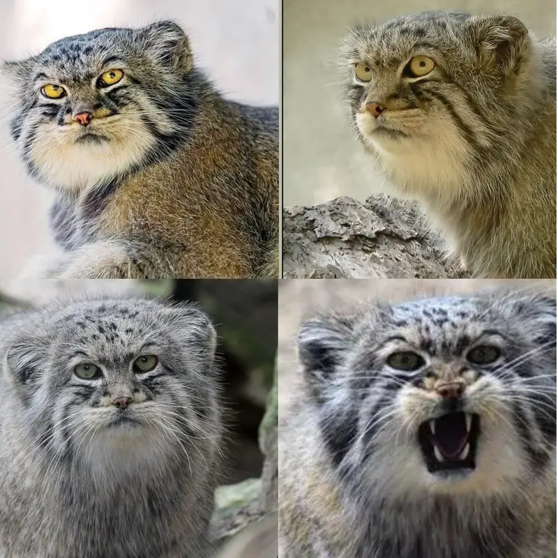 A photograph of a Pallas's cat